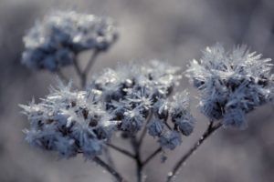 frozen, Flowers