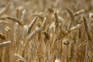 summer, Field, Ears, Ears, Close, Up