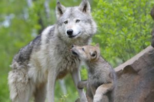 animals, Baby, Animals, Wolves