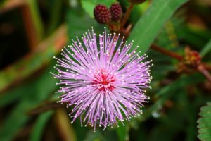 green, Flowers, Macro, Depth, Of, Field, Pink, Flowers, Mimosa