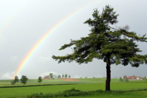 landscapes, Nature, Rainbow, Fields, Trees, Green, Grass, Clouds, Storm, Rain