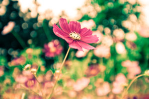 nature, Flowers, Pink, Close, Up, Macro, Photography, Fields, Trees, Petals