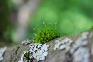 nature, Trees, Moss, Macro, Depth, Of, Field, Logs