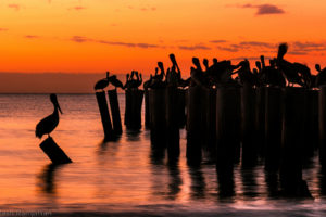 pelican, Animals, Birds, Nature, Wildlife, Post, Pier, Ruins, Decay, Perch, Ocean, Sea, Water, Beaches, Sky, Sunset, Sunrise, Clouds, Reflection, Scenic, Color, Sleep