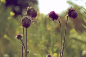 summer, Plants, Thistles