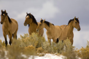 animals, Horses, Beaches, Sand, Dune, Grass, Plants, Sky, Clouds, Landscapes