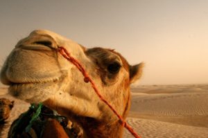 close up, Nature, Animals, Deserts, Egypt, Camels