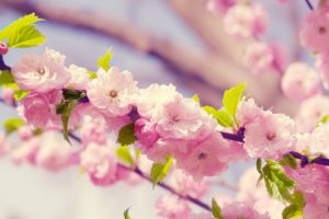 nature, Flowers, Blossoms, Plants, Flower, Petals, Pink, Flowers