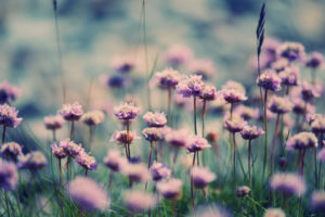 nature, Flowers, Fields, Purple, Macro, Close, Up, Leaves, Soft