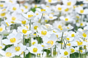 nature, Flowers, Petals, Plants, Fields, Garden, Bright, White, Yellow