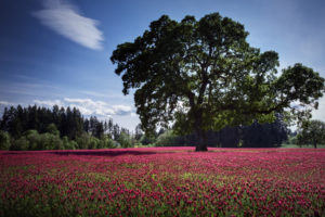 nature, Landscapes, Fields, Plants, Trees, Purple, Color, Sky, Clouds