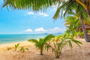 sand, Sea, Sky, Palm, Trees, Nature, Tropical, Landscape, Beautiful