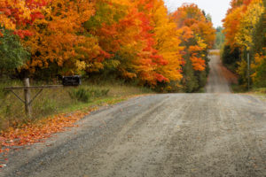 trees, Nature, Autumn, Fall