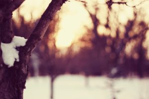 sunset, Nature, Winter, Snow, Trees, Macro, Depth, Of, Field, Branches