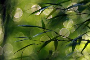 green, Nature, Trees, Depth, Of, Field