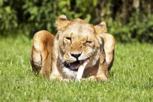 animals, Grass, Feline, Lions, Bones, Eating