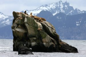 sea, Lions, Seal, Seals, Lion,  32