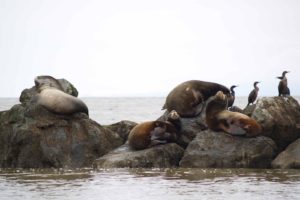 sea, Lions, Seal, Seals, Lion,  48