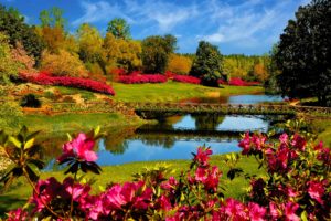 flower, Lake, Landscape, 4000×2500