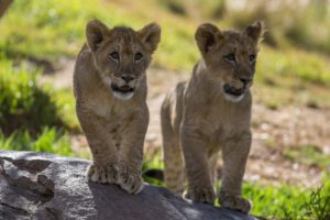 lion, Cubs