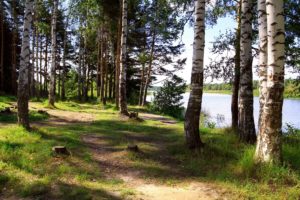 russia, Yaroslavl, River, Forest