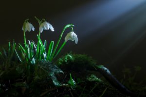 pring, Grass, Moss, Flowers, Snowdrops, Rays, Light, Bokeh