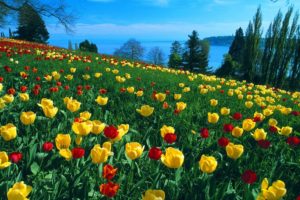 tulip, Fields, Tulips, Field, Flower, Flowers