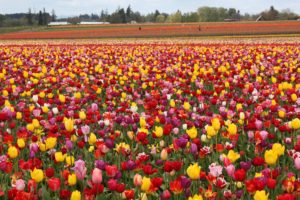 tulip, Fields, Tulips, Field, Flower, Flowers