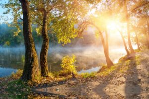 leaves, Landscape, Beautiful, Nature, Sunbeams, Sunlight, Autumn, Trees, Fog, Mist, Sunrise, Mood