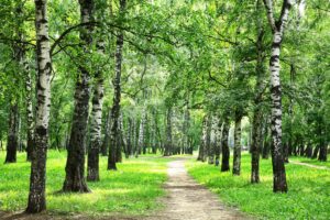 forest, Summer, Birch, Trail, Grass, Nature