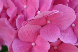 pink, Flowers