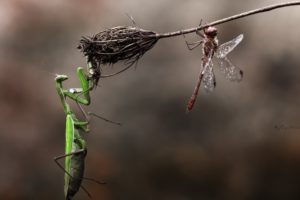 mantis, Dragonfly, Insects, Grass, Macro, Flower, Dry, Danger