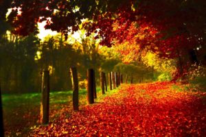 autumn, Trees, Nature, Landscape, Leaf, Leaves