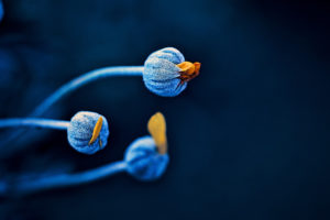 buds, Flowers, White, Blue, Macro