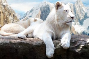 snow, Lion