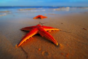 stars, Sea, Macro, The, Beach, Red