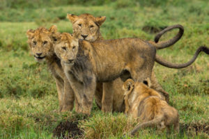 lions, Cubs, Babies, Cats