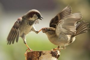 bird, Animal, Beautiful, Wild, Wings, Exotic, Birds