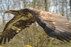 bird, Animal, Beautiful, Wild, Wings, Exotic, Birds