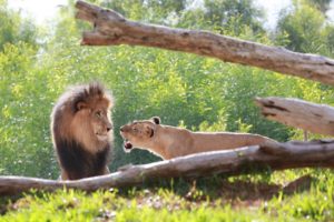 lions, Couple, Family, Lion, Lioness, Mane, Muzzle, Quarrel, Roar