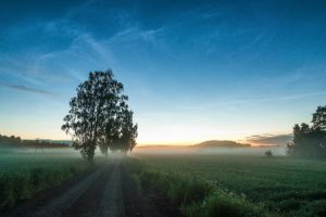 road, Field, Grass, Fog, Trees, Sky, Night, Sunset, Nature, Landscape