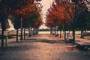 toronto, Street, Photography, Sugar, Beach, Canada, Autumn