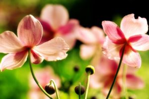 nature, Flowers, Bokeh, Buds, Pink, Flowers, Wildflowers