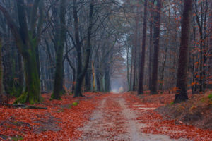 moss, Trees, Wood, Leaves, Autumn, Road