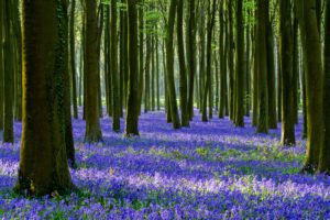 flowers, Fields, Trees, Forest, Jungle, Spring, Nature, Landscapes, Earth