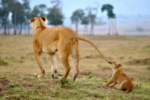 lion, Lions, Predator, Carnivore, Cat, Cats, Baby, Cub, Kitten