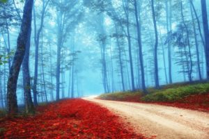 forest, Tree, Landscape, Nature, Autumn, Path, Trail, Road