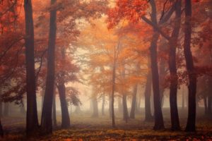 forest, Tree, Landscape, Nature, Autumn