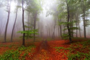 forest, Tree, Landscape, Nature, Autumn