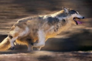 fantasy, Original, Art, Artistic, Artwork, Wolf, Wolves